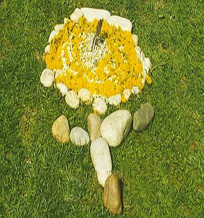 f6_steinblume