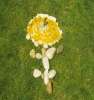 f6_steinblume