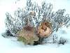 w3_maennchenimschnee