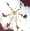 w6_seesternimschnee