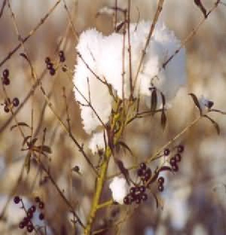 w5_schneewolke