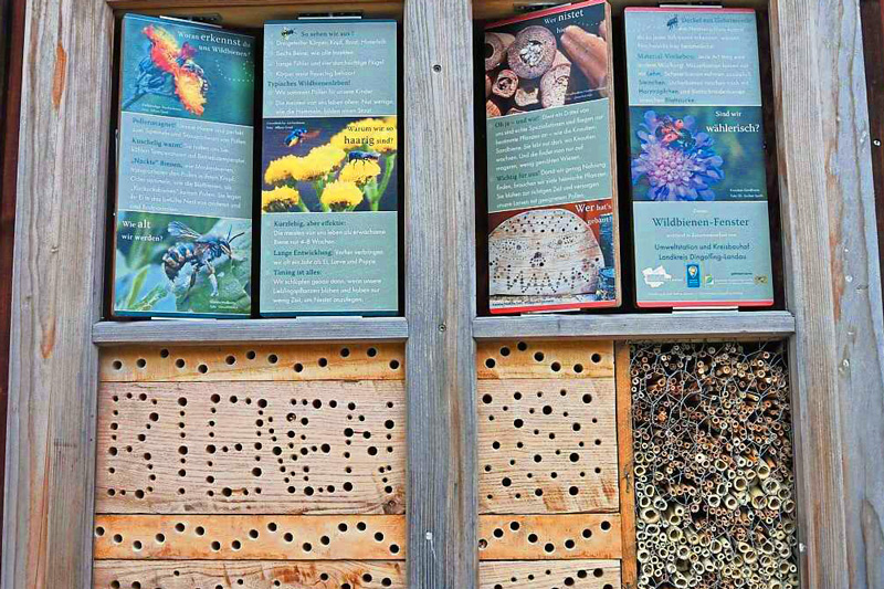Wildbienen 02